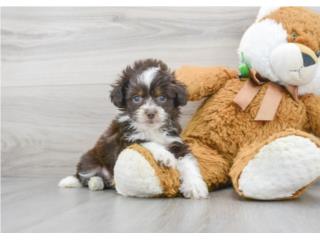 Puerto Rico Mini Aussiedoodle (Puppy Love PR), Perros Gatos y Caballos