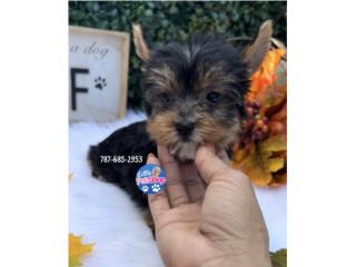 YORKIE TOY NENE CON PAPELES , LITTLE PET SHOP