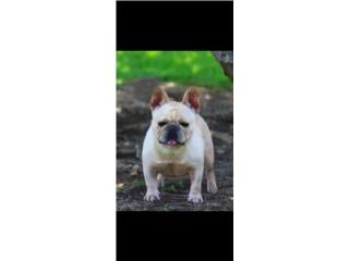 French bulldog Hembra , THE MAGIC ANIMAL DESIGNS