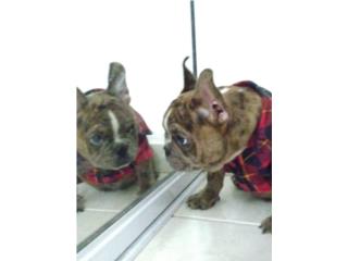 French bulldog , THE MAGIC ANIMAL DESIGNS