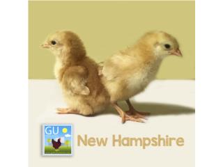 Pollitas New Hampshire ponedoras, GALLINAS URBANAS