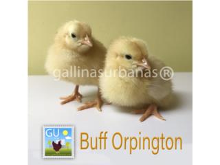 Pollitas Buff orpington ponedoras, GALLINAS URBANAS