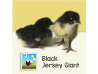 Pollitas Jersey Black Giants , GALLINAS URBANAS