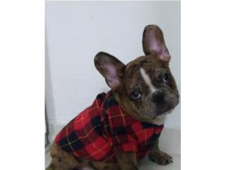 French bulldog Puppy's , THE MAGIC ANIMAL DESIGNS