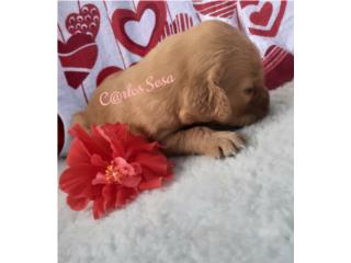 GOLDEN RETRIEVER BIG BONE AKC, Perritos P.R.