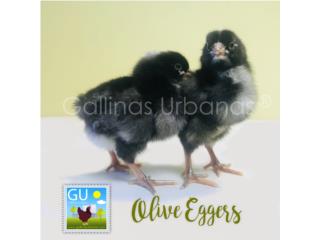 Pollitas Olive Eggers 
