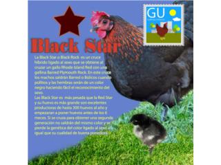 Pollitas Black Star ponedoras, GALLINAS URBANAS