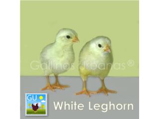 Pollitas White Leghorn 