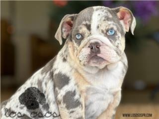 Puerto Rico English Bulldog Merle - Los Osos PR, Perros Gatos y Caballos