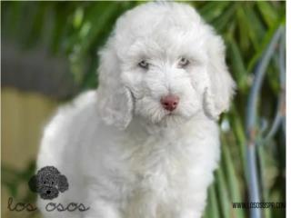 Puerto Rico Poodle Standard Blanco Ojazos! - Los Osos PR, Perros Gatos y Caballos