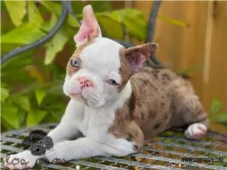 Puerto Rico Boston Terrier Blue Merle - Los Osos PR, Perros Gatos y Caballos
