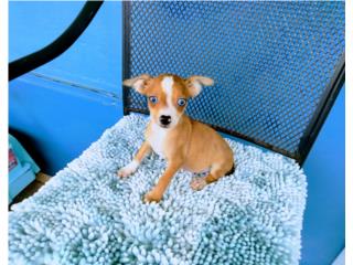 TOY CHIHUAHUA CON OJOS AZULES Y PAPELES, Puppy world