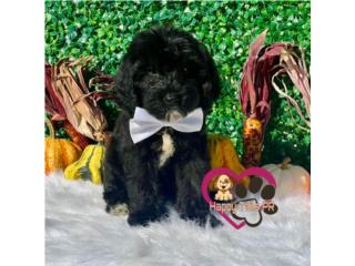 Mini Doodle nena , Happy Tails PR