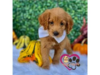 Mini Doodle nena , Happy Tails PR