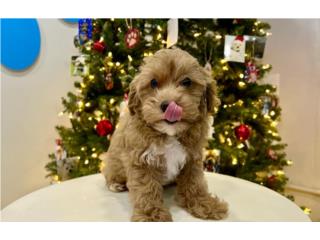 Puerto Rico FINLEY F1B CAVAPO (VISITANOS EN GUAYNABO), Perros Gatos y Caballos