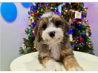 Puerto Rico JIMBO F2 MINI BERNEDOODLE (VISITANOS EN GUAYN, Perros Gatos y Caballos