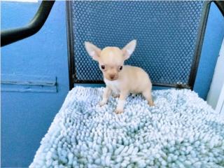 TOY CHIHUAHUA BIEN APPLE HEAD CON PAPELES Puerto Rico