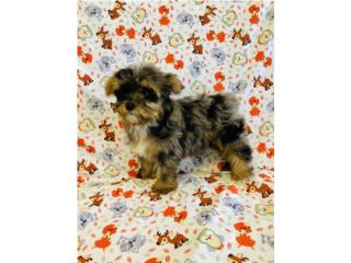 Yorkie Merle Macho Puerto Rico