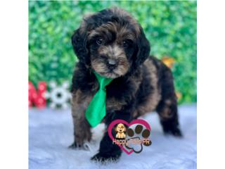 Mini goldendoodle nene merle , Happy Tails PR 