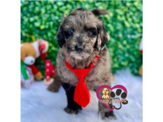 Mini goldendoodle nene merle un ojo azul , Happy Tails PR 