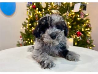 Puerto Rico ETHAN MINI POOD (VISITANOS EN GUAYNABO), Perros Gatos y Caballos