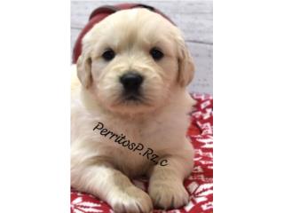GOLDEN RETRIEVER BIG BONE ENGLISH CREAM AKC, PERRITOS P.R.