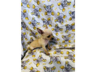 Mini chihuahua macho con papeles  Puerto Rico