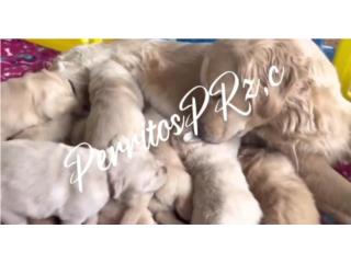 GOLDEN RETRIEVER BIG BONE AKC , PERRITOS P.R.