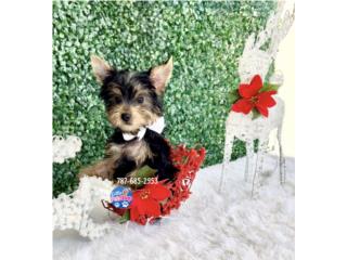 YORKIE TCUP NENE CON PAPELES , LITTLE PET SHOP
