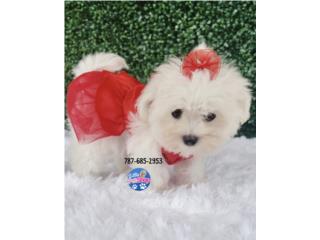 MALTESE TCUP NENA AKC , LITTLE PET SHOP