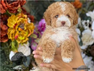 Puerto Rico Toy Goldendoodle Tuxedo Ojazos! - Los Osos PR, Perros Gatos y Caballos