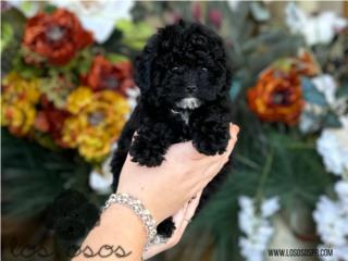 Puerto Rico Tiny Toy Poodle - Los Osos PR, Perros Gatos y Caballos