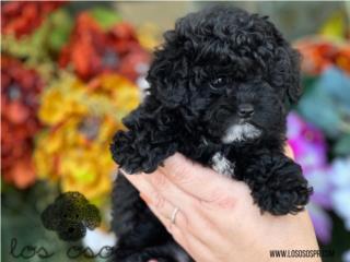 Puerto Rico Micro Toy Poodle - Los Osos PR, Perros Gatos y Caballos