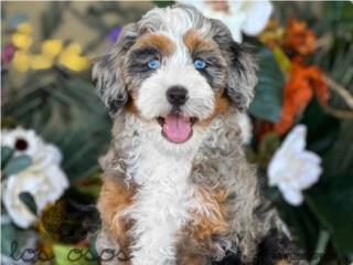 Puerto Rico Bernedoodle - Los Osos PR, Perros Gatos y Caballos