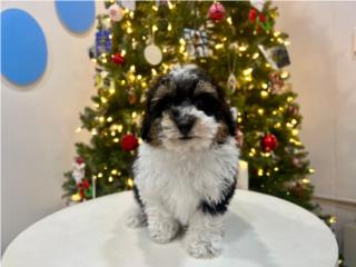 Puerto Rico TUX MINI POODLE (VISITANOS EN GUAYNABO), Perros Gatos y Caballos