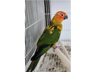 Bebe de sun conure red factor sin adn , JG Aviario