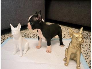 Boston Terrier macho  Puerto Rico