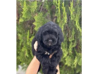 Puerto Rico Goldendoodle Mini Hembra, Perros Gatos y Caballos