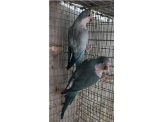 Pareja de quaker pallid blue , JG Aviario