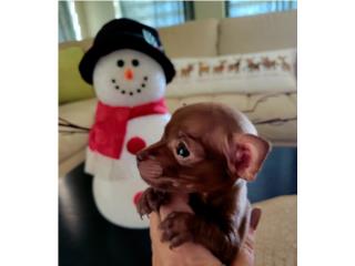 MINI CHIHUAHUA MACHO Puerto Rico