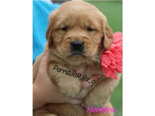 GOLDEN RETRIEVER BIG BONE AKC  Puerto Rico