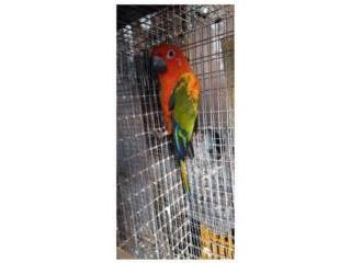 Sun Conure Redfactor. No adn Puerto Rico