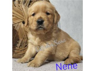 GOLDEN RETRIEVER BIG BONE AKC, Perritos P.R.