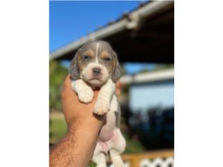 Beagles Silver OJOS AZULES , Puppy Guy