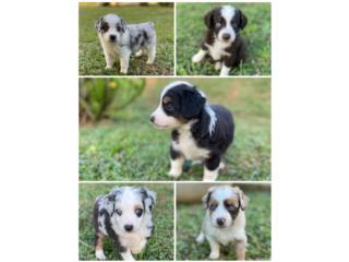 Puerto Rico Mini Aussie Puppies for Sale, Perros Gatos y Caballos