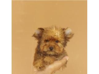 YORKIE GOLD MACHO DOLL FACE , Dogs