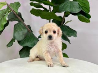 Puerto Rico PETE TOY MALTIPOO PUPPY (PUPPY LOVE PR), Perros Gatos y Caballos