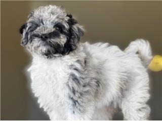 Puerto Rico Poodle Merle AKC Macho - Los Osos PR, Perros Gatos y Caballos