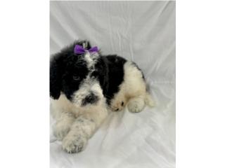 Saint Berdoodle Doodle, Mascotas Puerto Rico