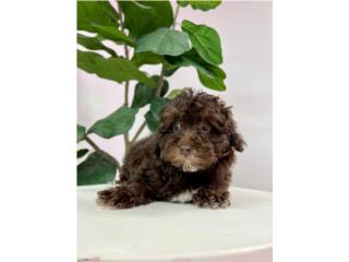 Puerto Rico FANCY HAVAPOO PUPPY (PUPPY LOVE PR), Perros Gatos y Caballos